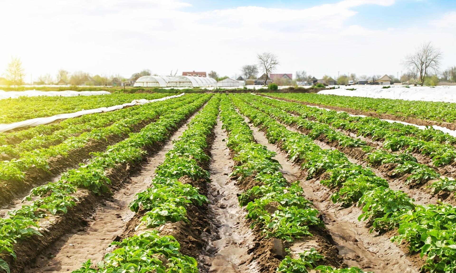Terreno Agricolo a Osio Sopra